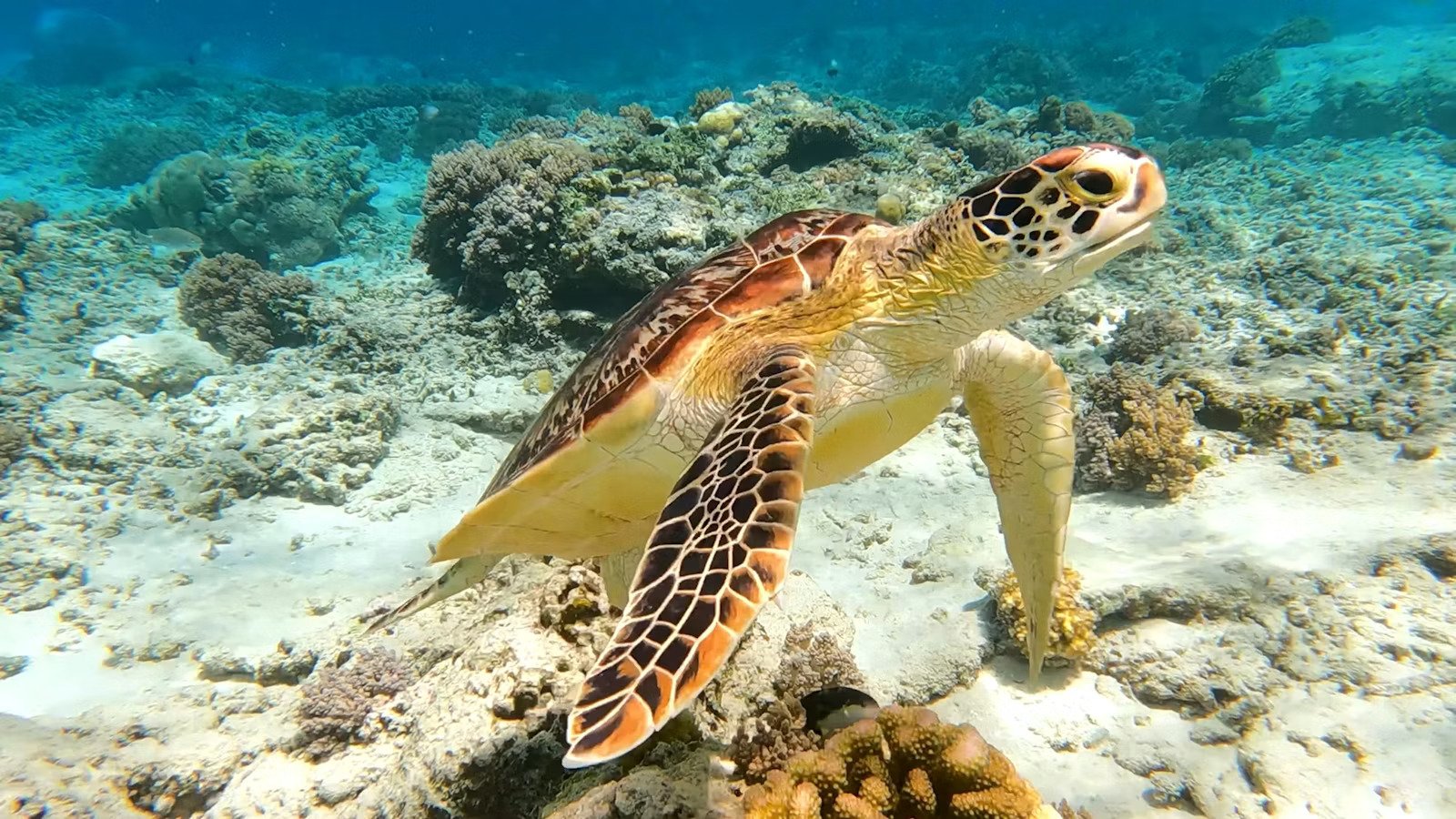 Sea turtle grazing over the coral reef at Gili Trawangan