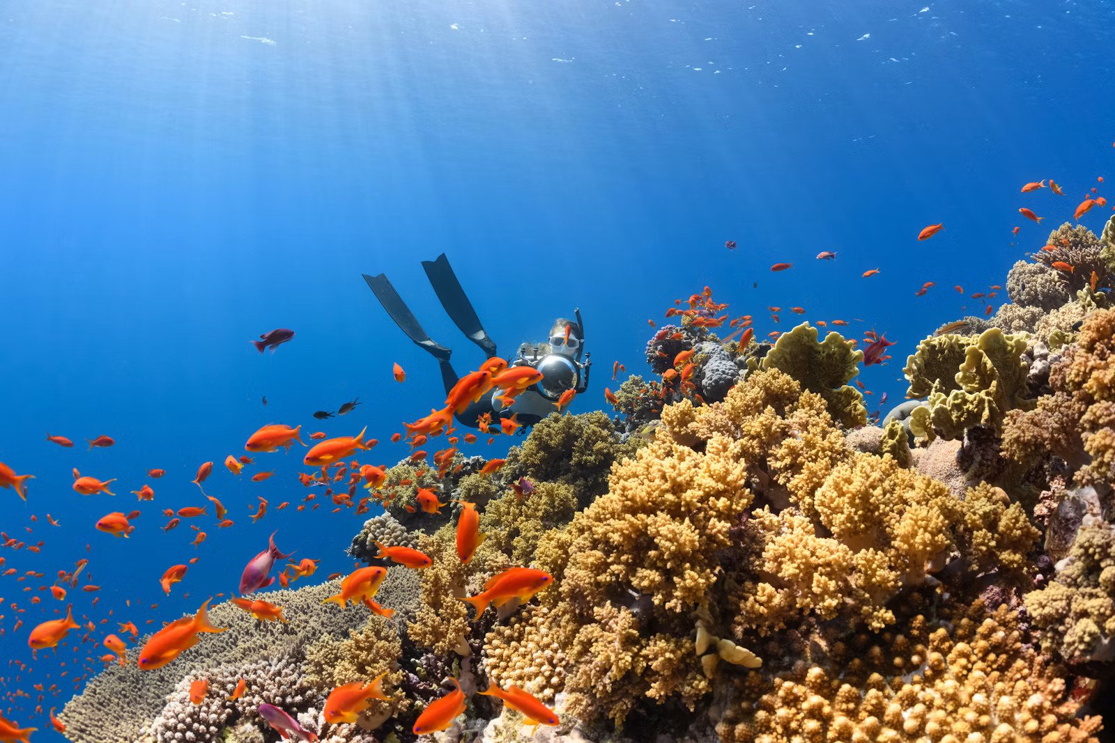 Scuba diver exploring the reef near Gili Trawangan